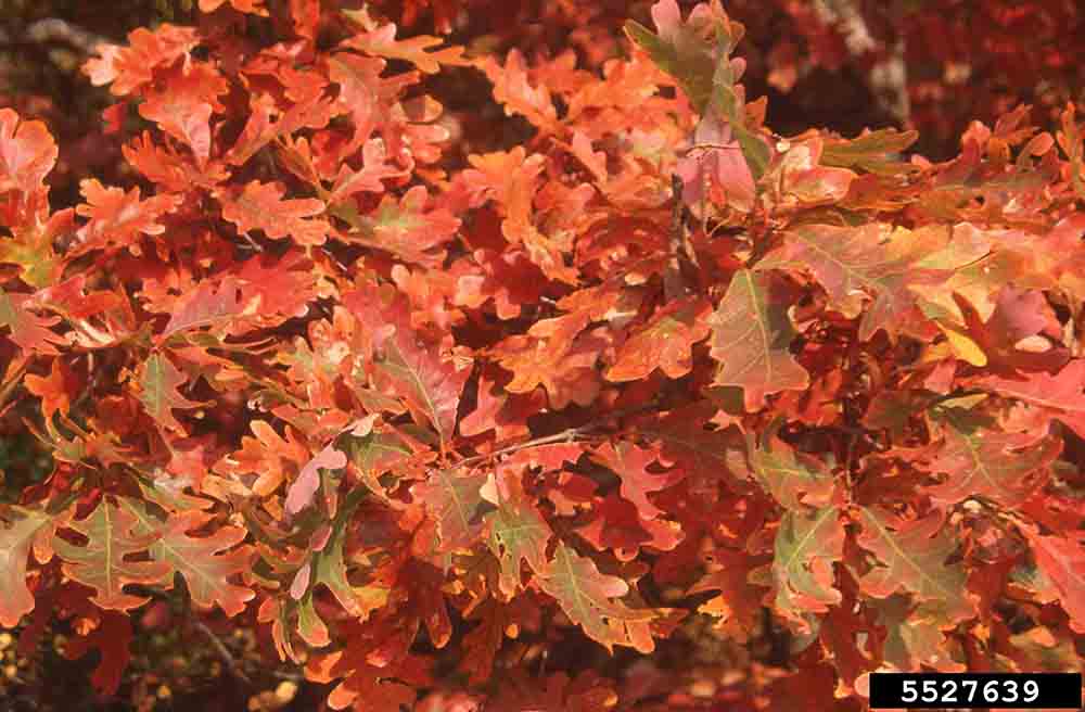 White oak leaves, fall