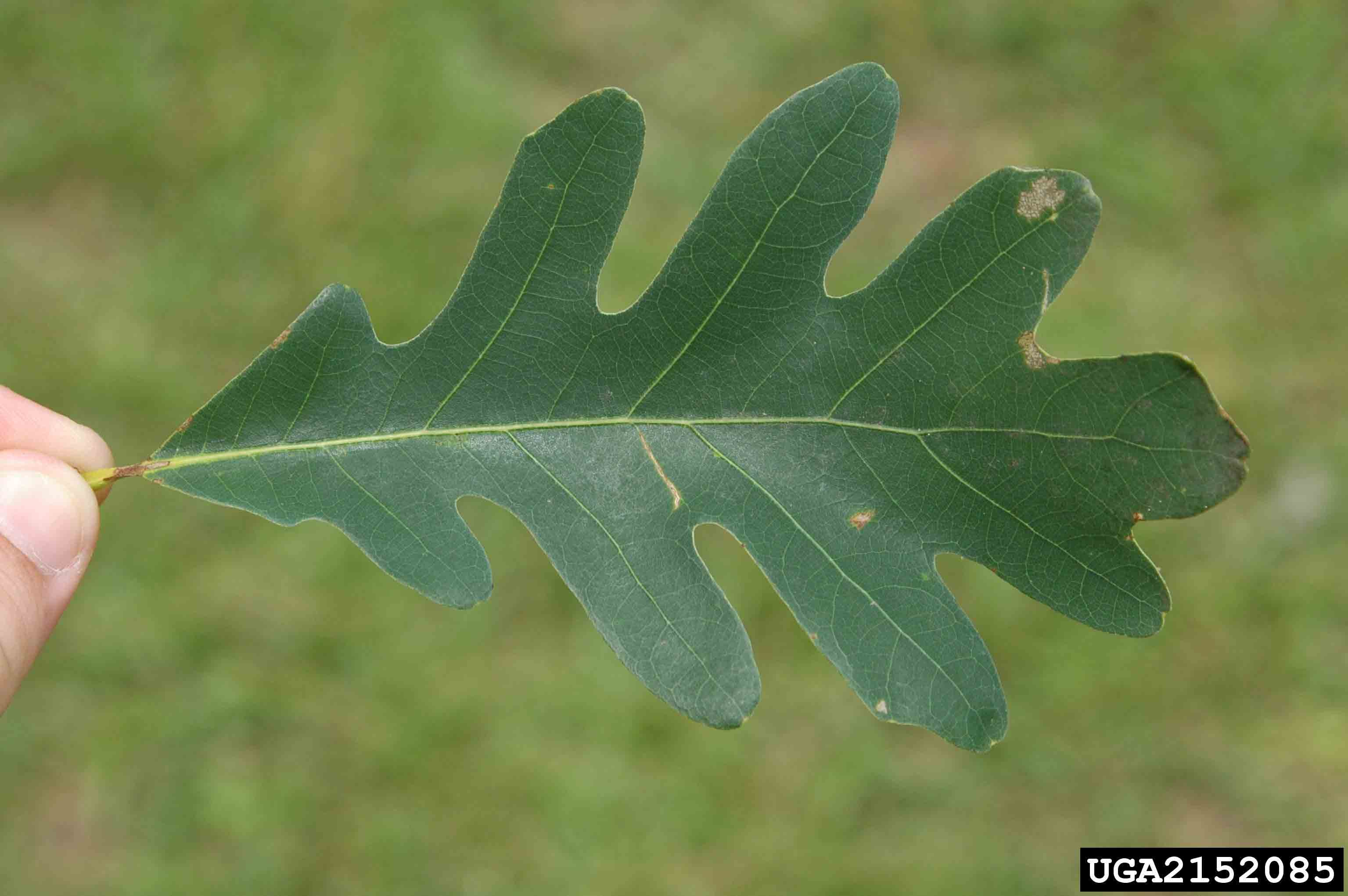 White oak leaf, upper side