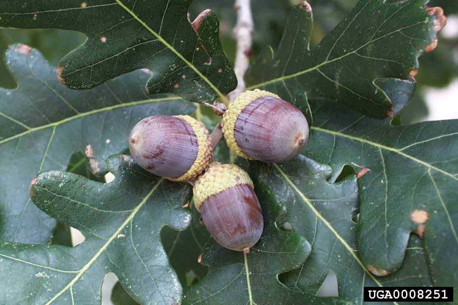 White oak acorns