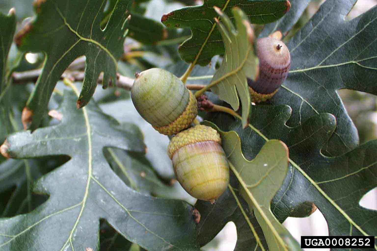 White oak acorns