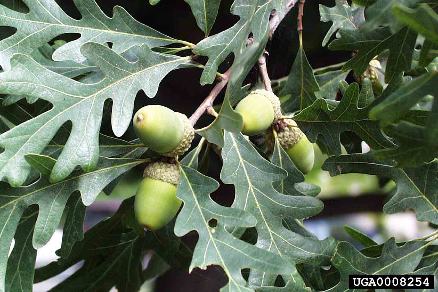 White oak acorns