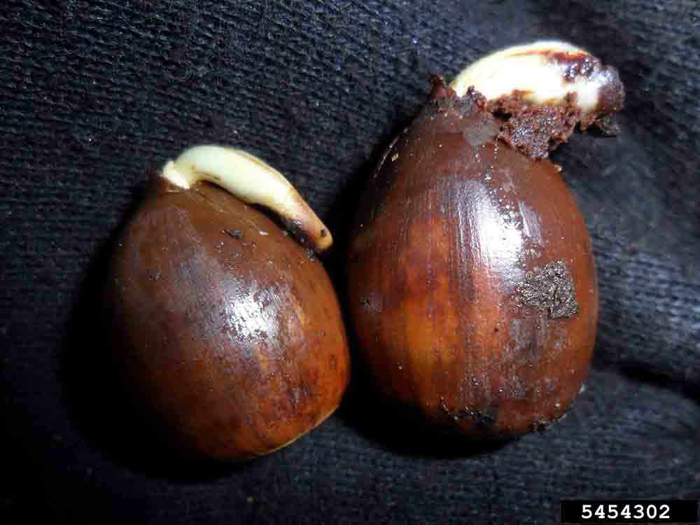 White oak acorns germinating