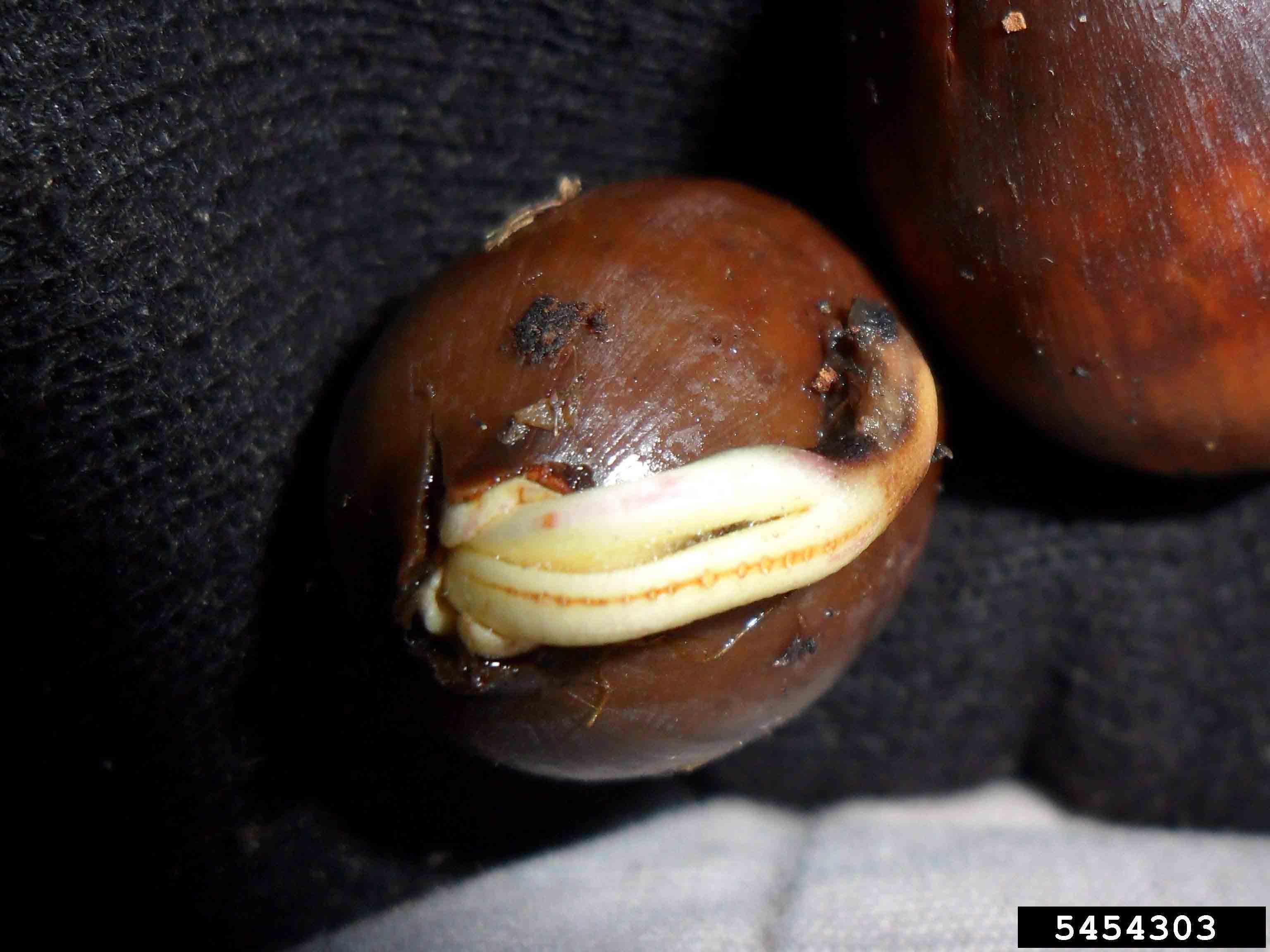 White oak acorn germinating