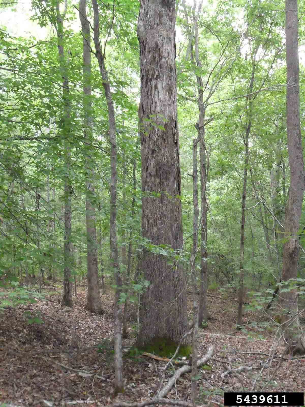 White oak tree in woods