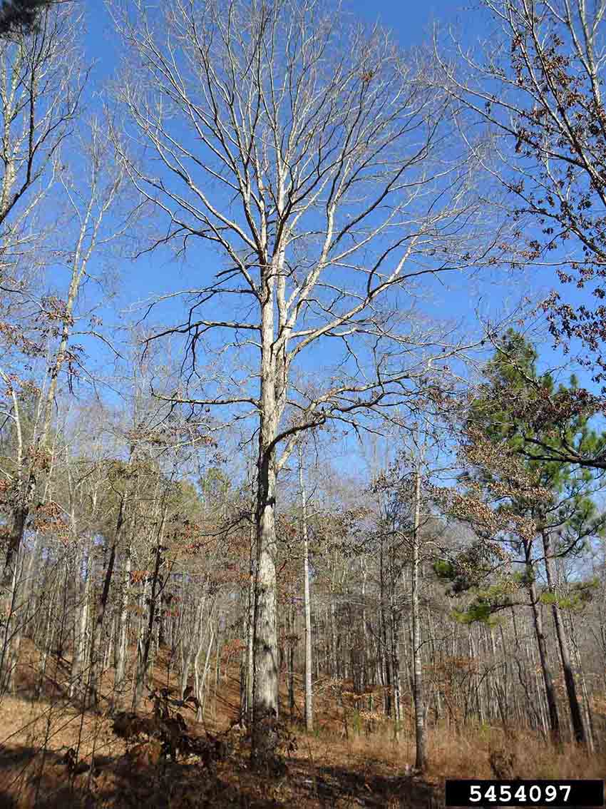 White oak tree in woods, winter