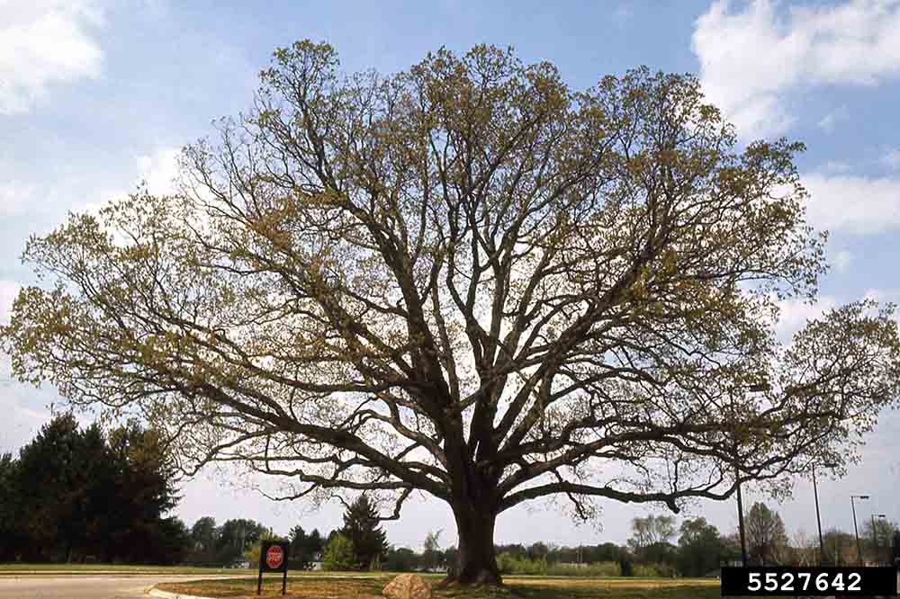 White oak tree in an open park, spring