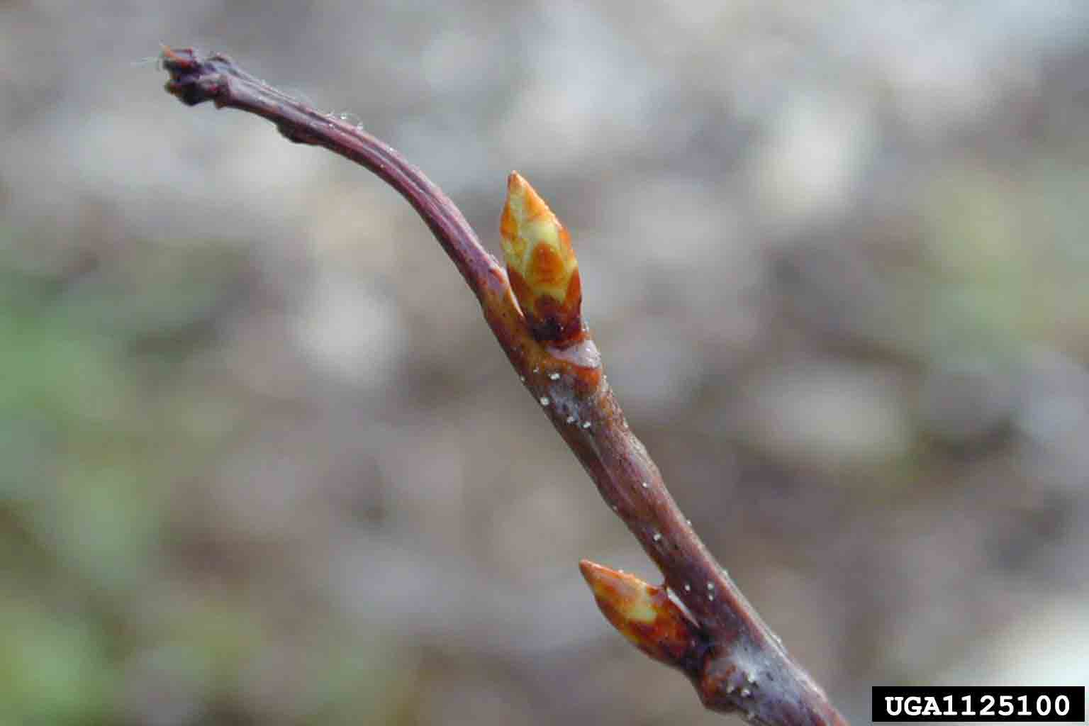 White oak twig with buds