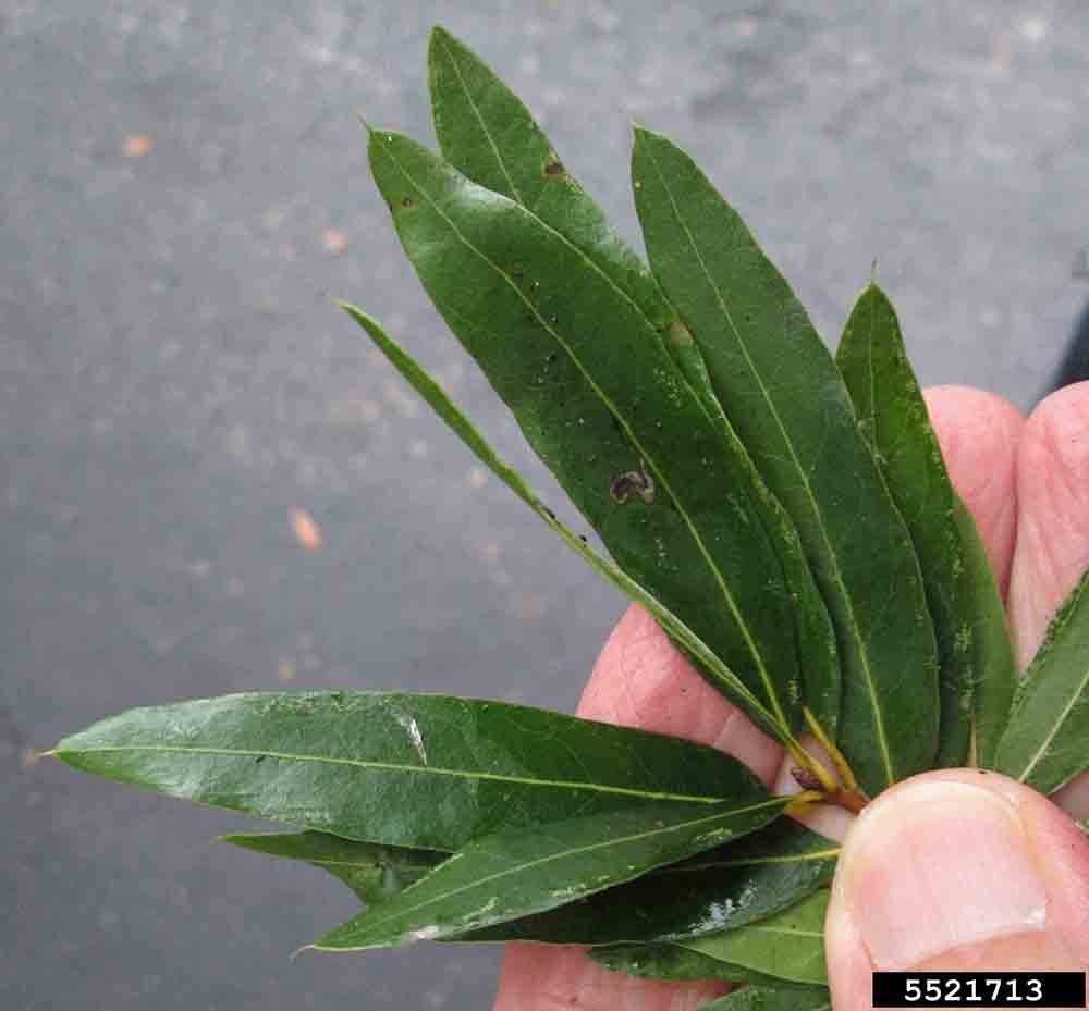 Willow oak leaves, showing bristles on tips