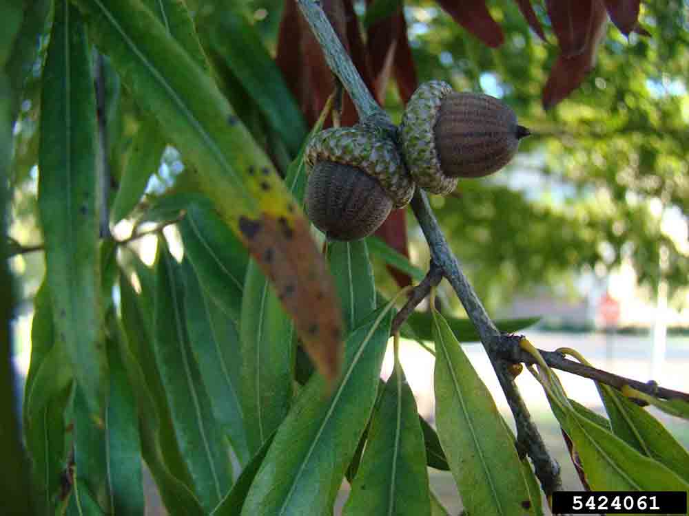 Willow oak acorns