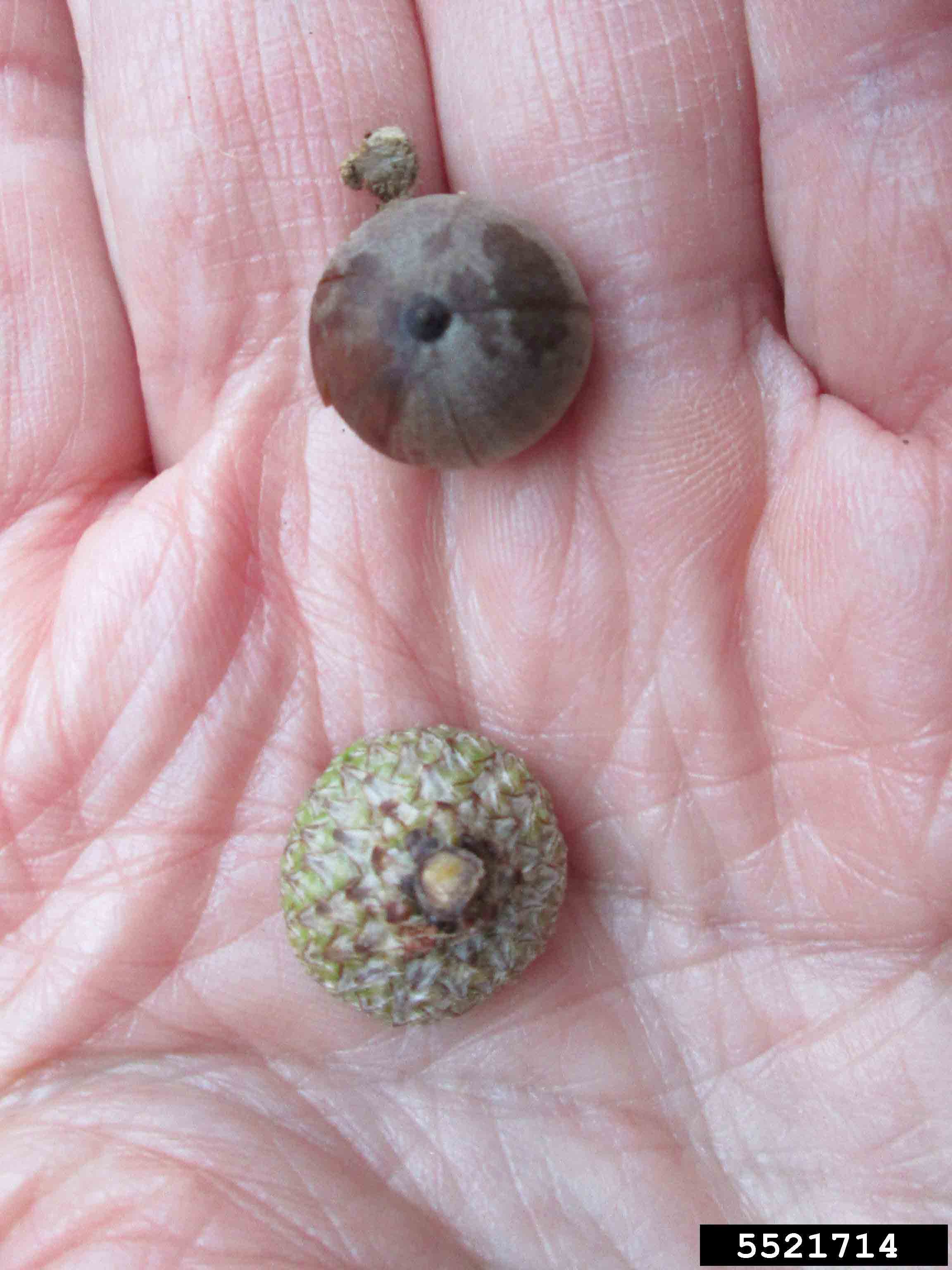 Willow oak acorn and cup