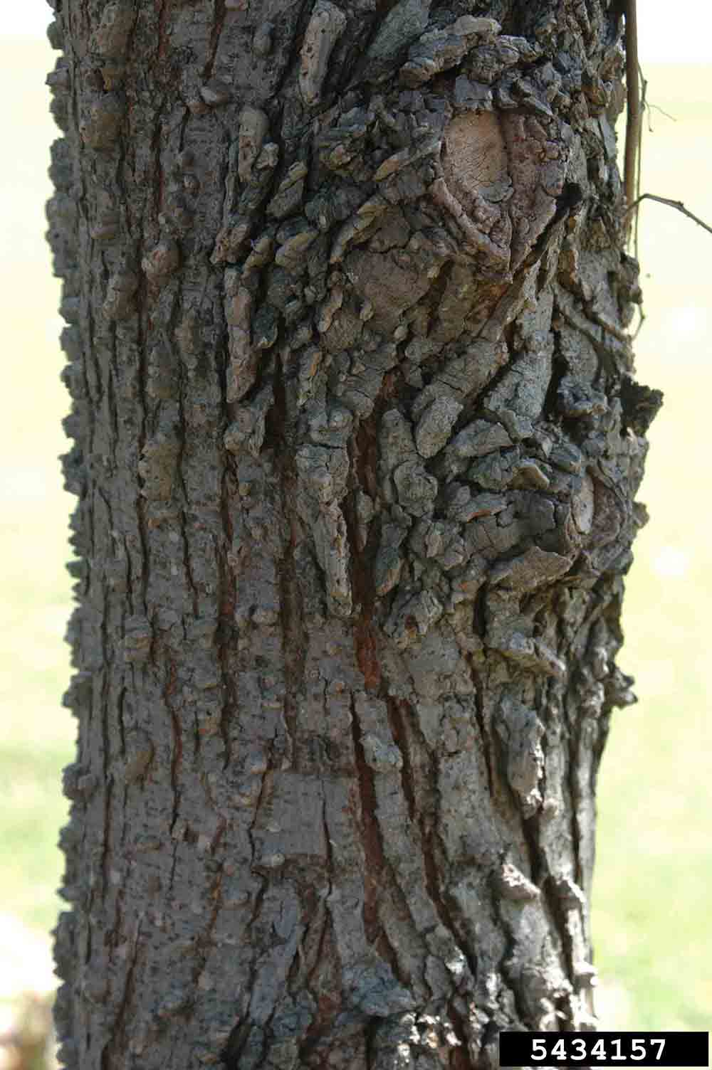 Winged elm bark on trunk of mature tree