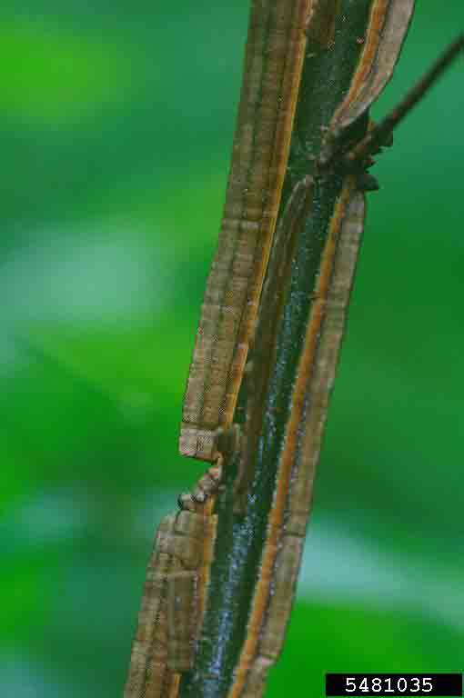 Winged elm twig with wings