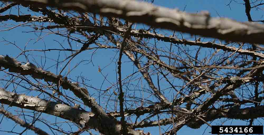 Winged elm branches with wings