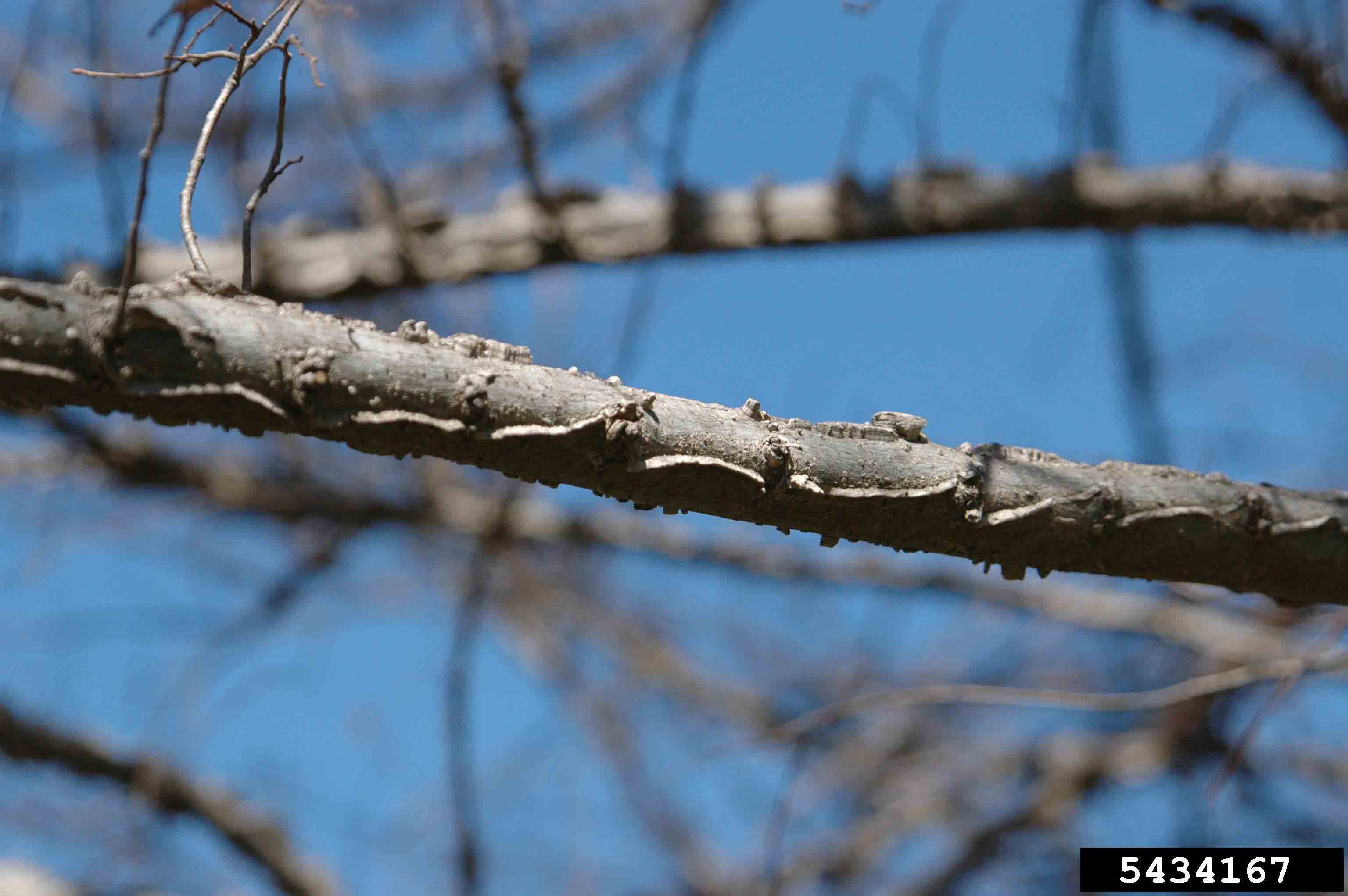 Winged elm branch with wings