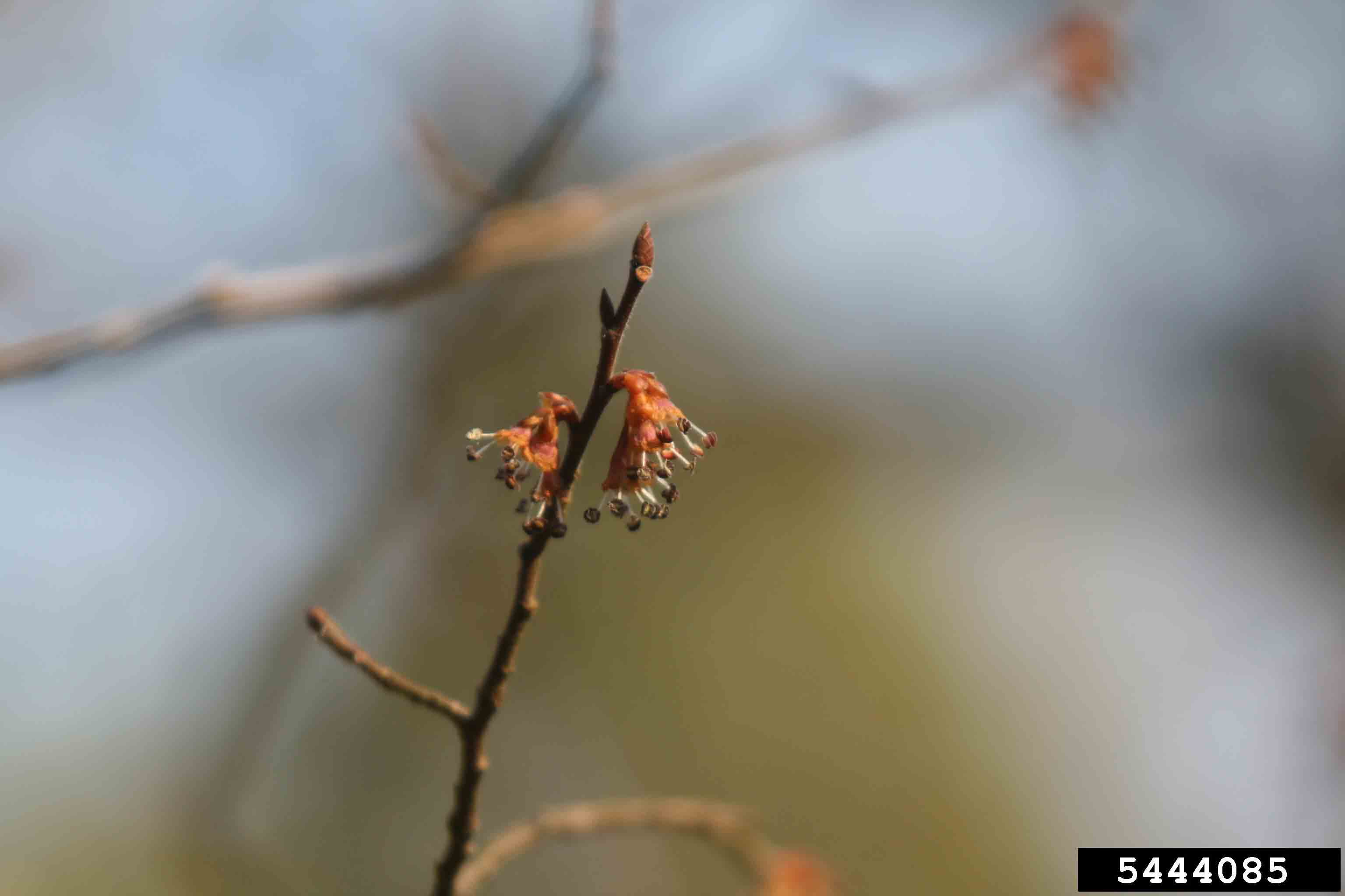 Winged elm flower