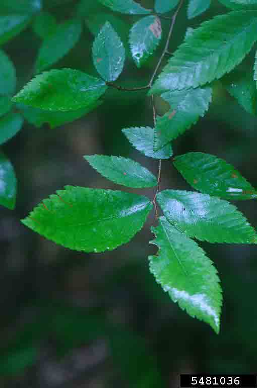 Winged elm leaves, showing alternate arrangement and double-toothed margins