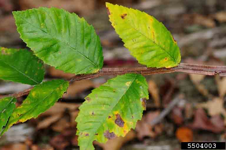 Winged elm leaves, showing alternate arrangement, double-toothed margins, and winged twig