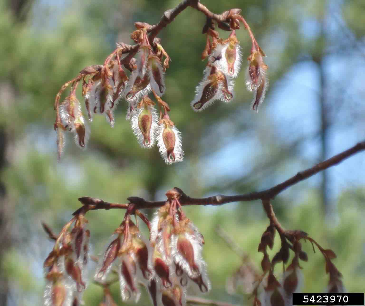 Winged elm fruit called a samara