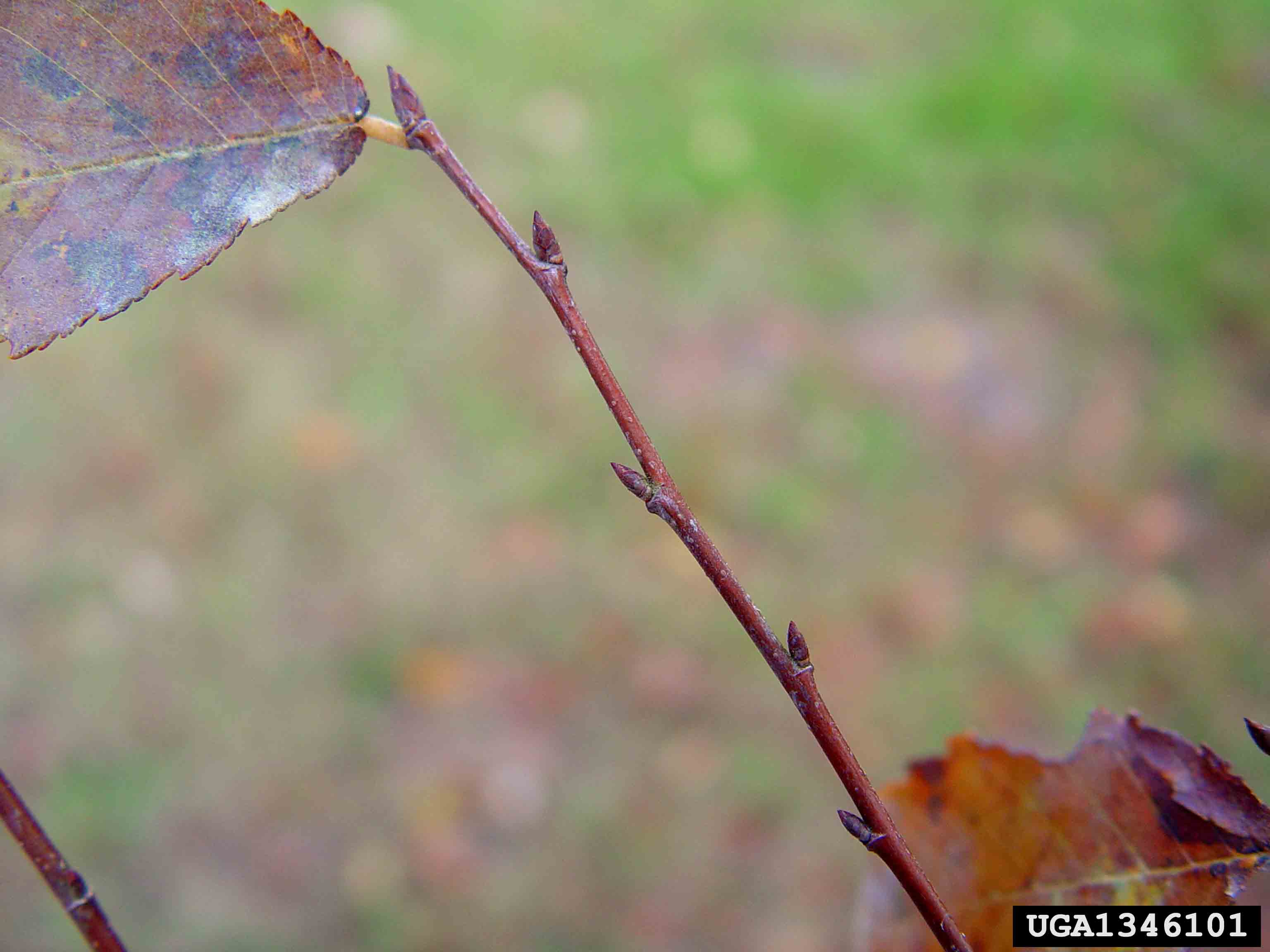 Winged elm twig with buds, without wings