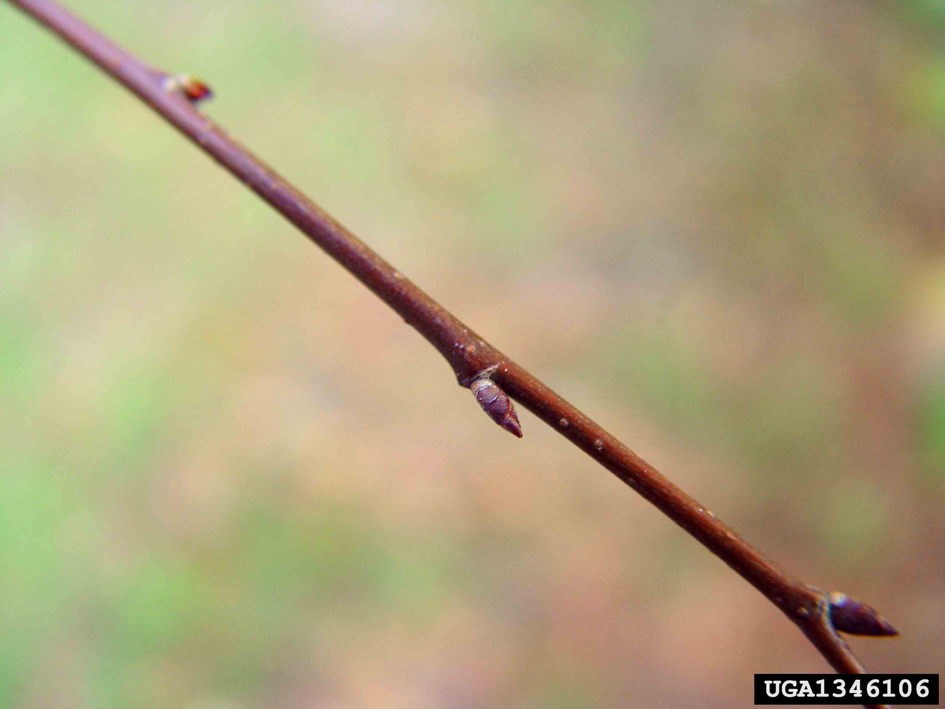 Winged elm twig with buds, without wings