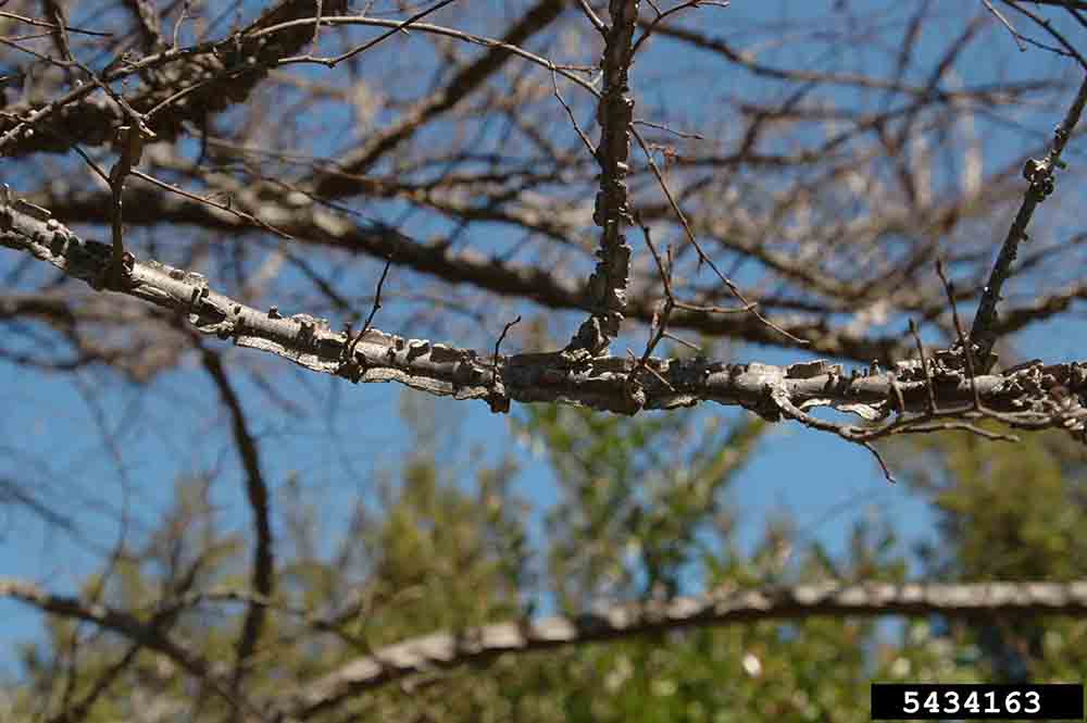 Winged elm branches with wings