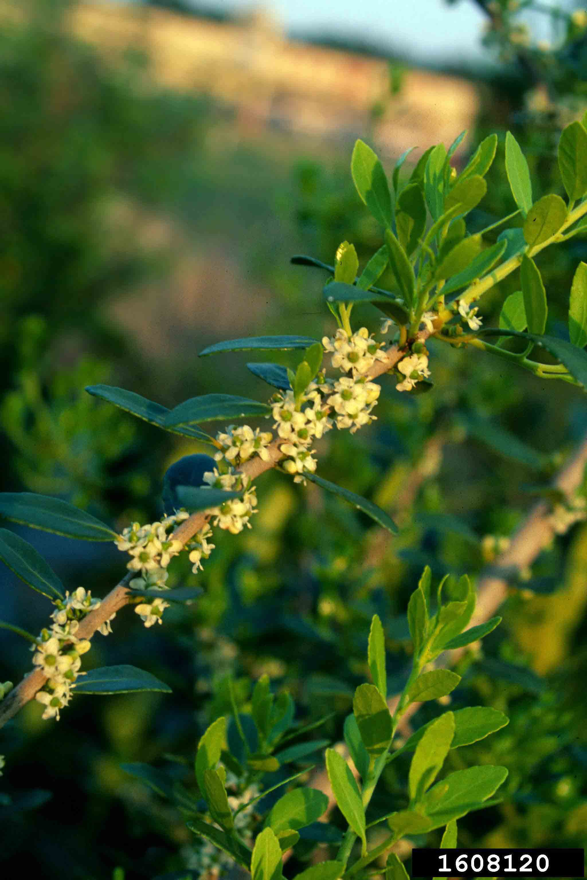 Yaupon holly branch in bloom