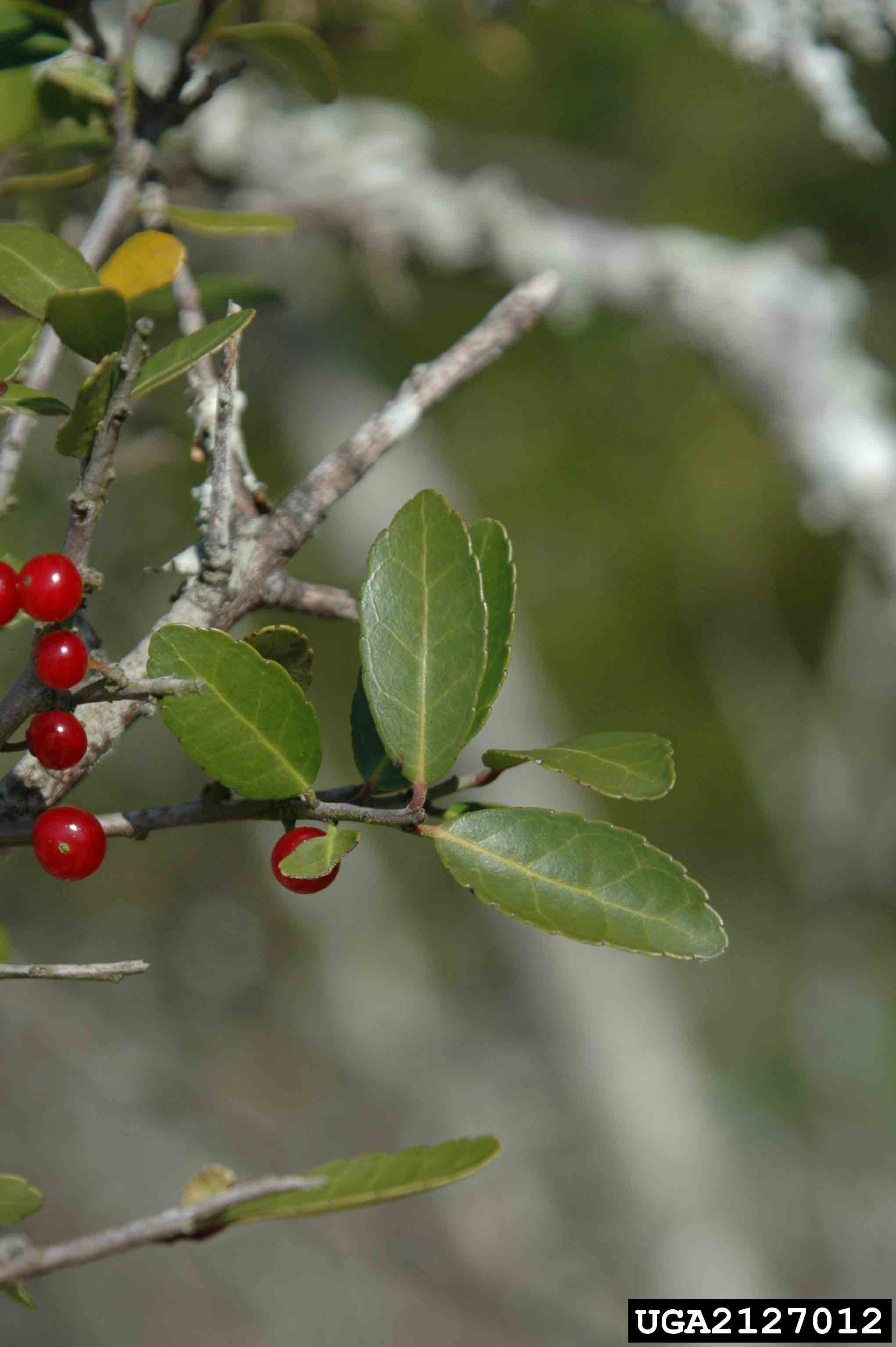 Yaupon holly leaves, 1"-2" long with rounded teeth on margins