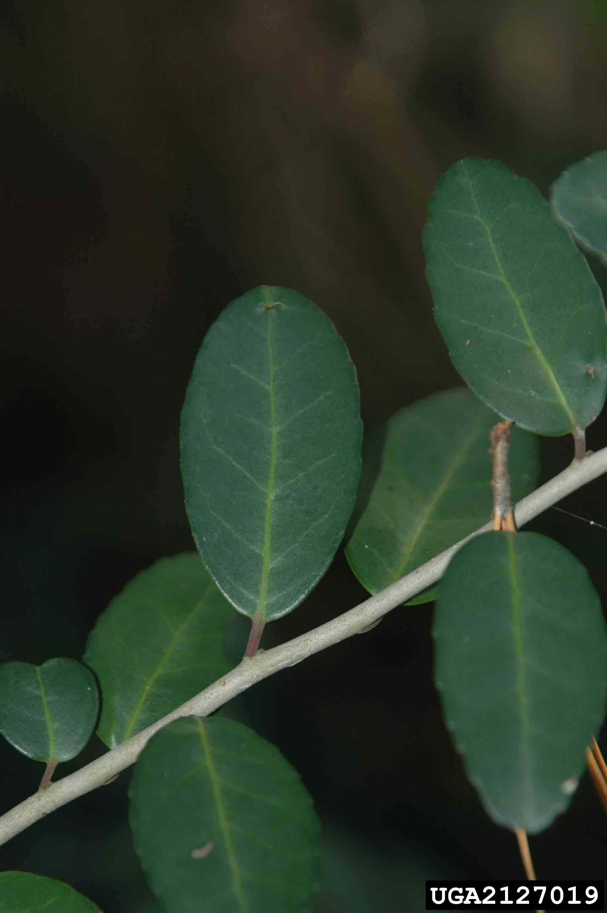 Yaupon holly leaves, showing round-toothed margins, alternate arrangement, and gray twig