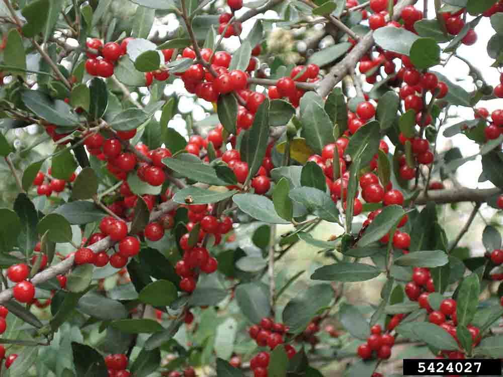 Yaupon holly fruit