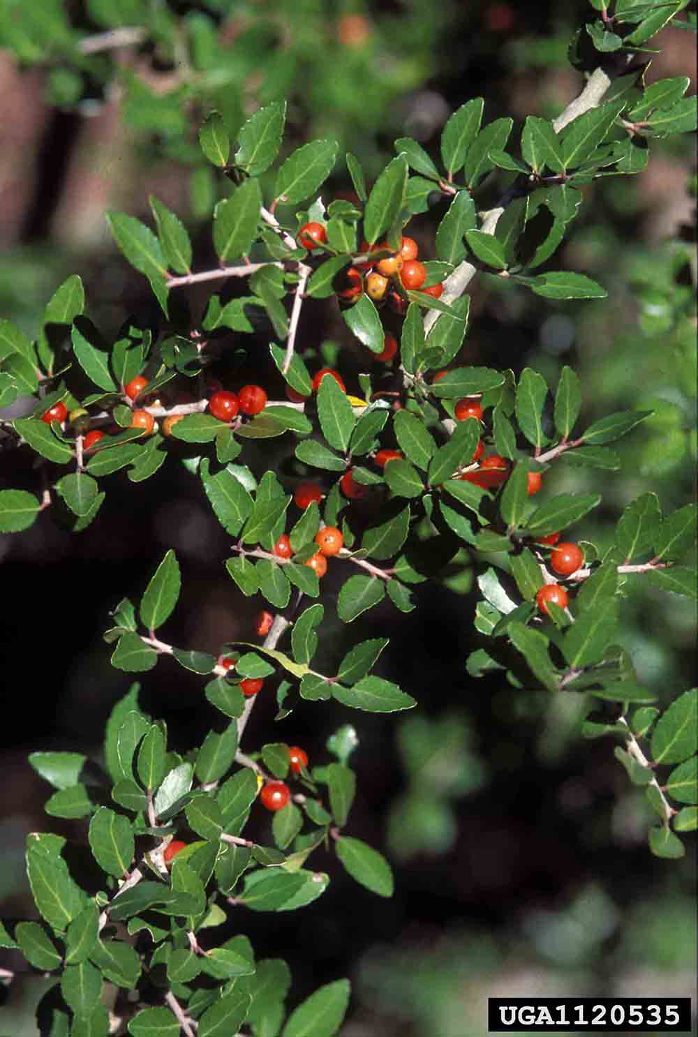 Yaupon holly foliage and fruit