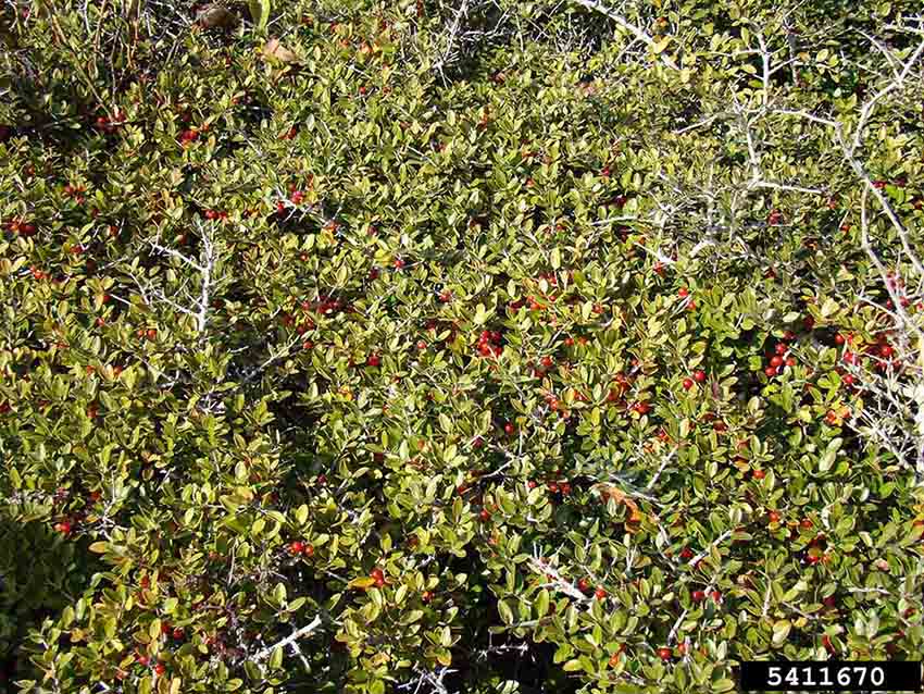 Yaupon holly foliage, showing gray twigs