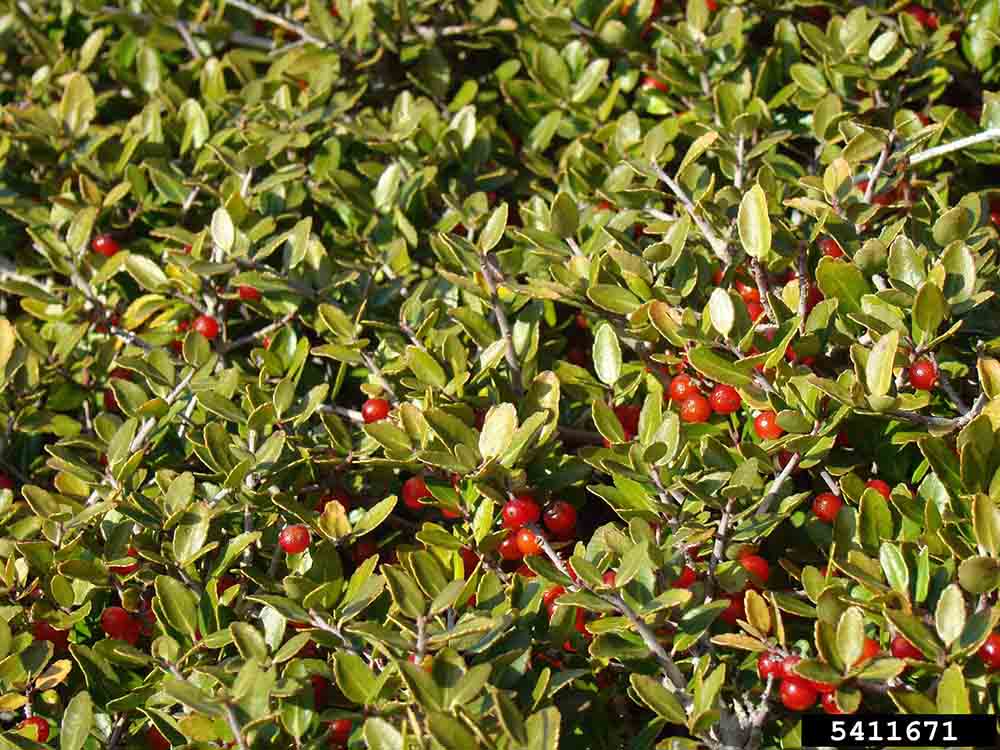 Yaupon holly foliage and fruit