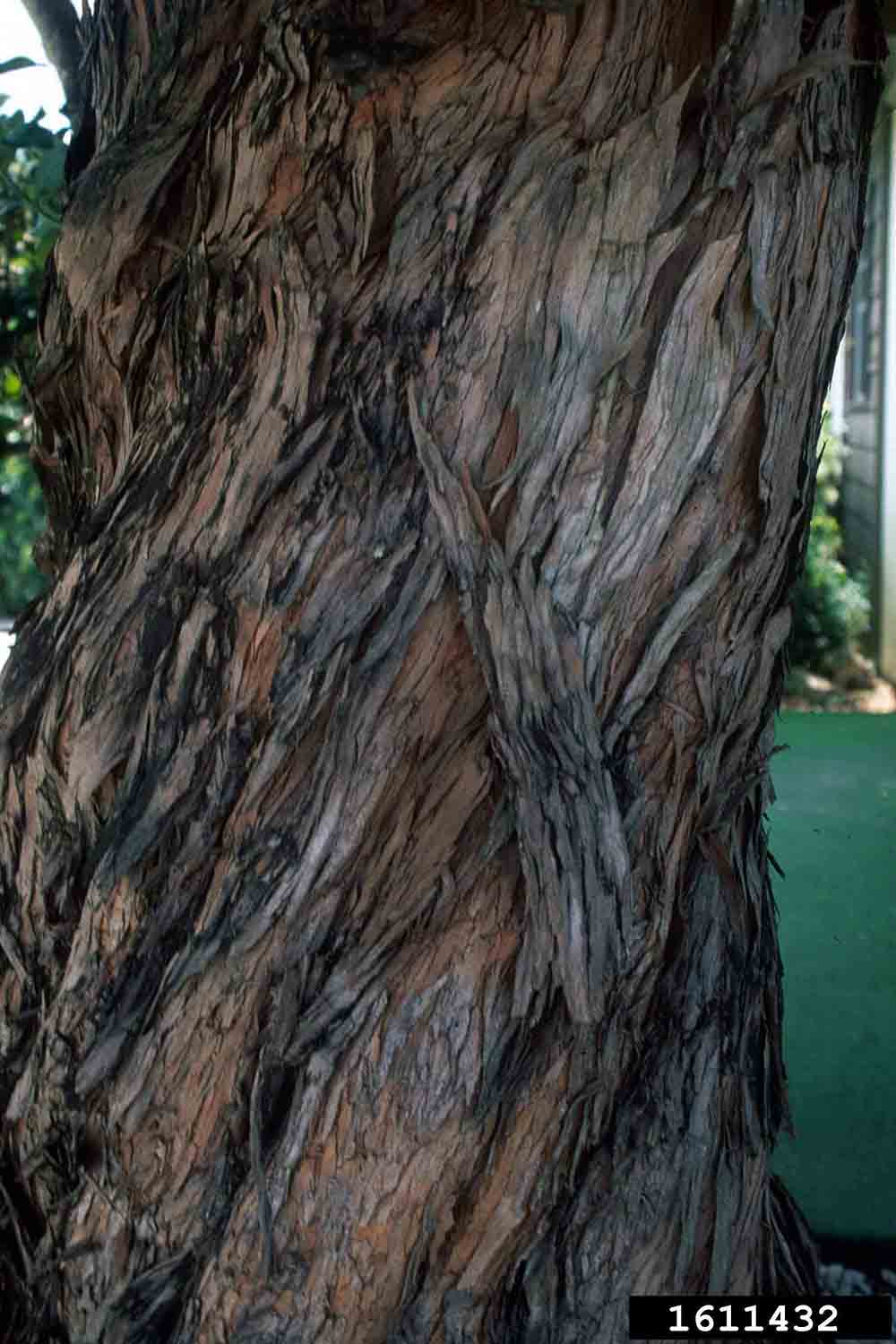 Yew plum pine bark on trunk