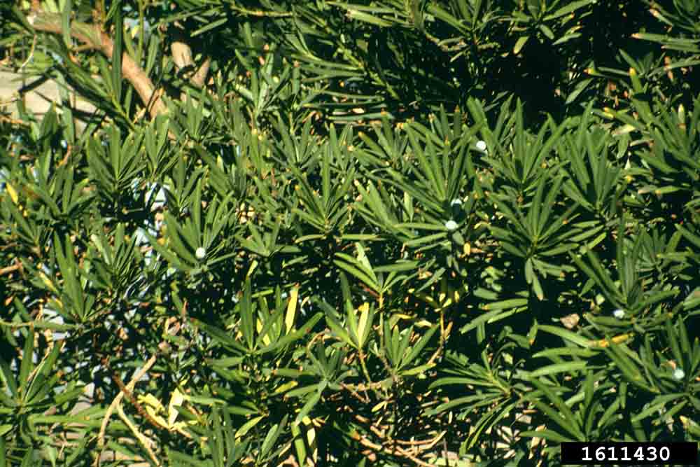 Yew plum pine foliage