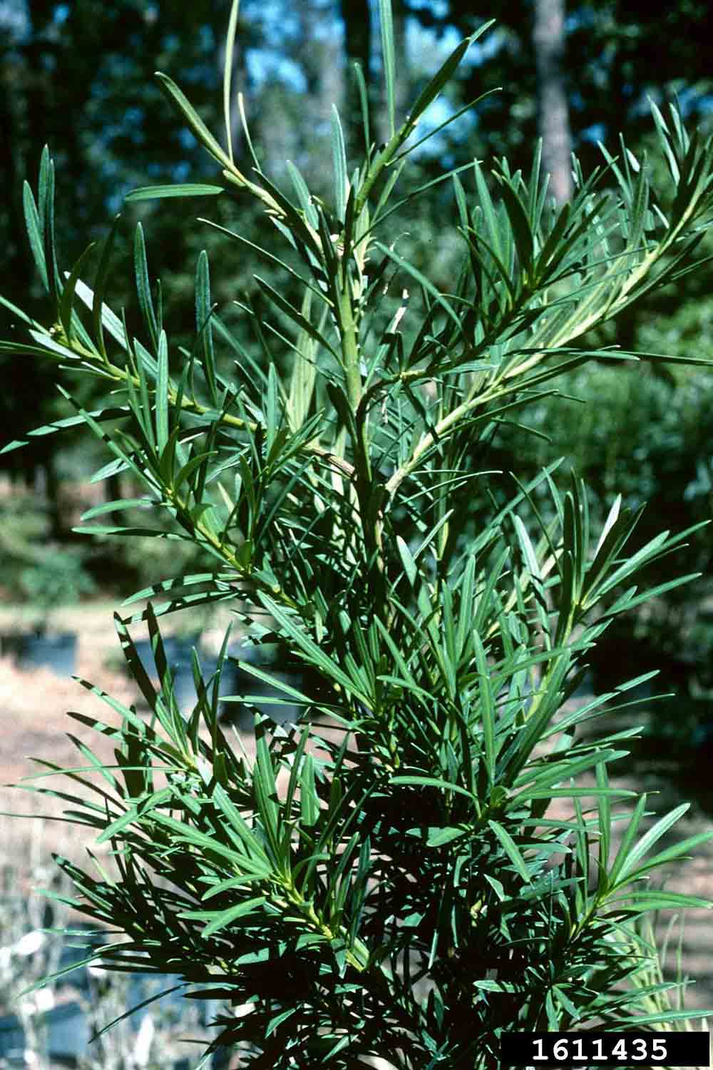 Yew plum pine foliage