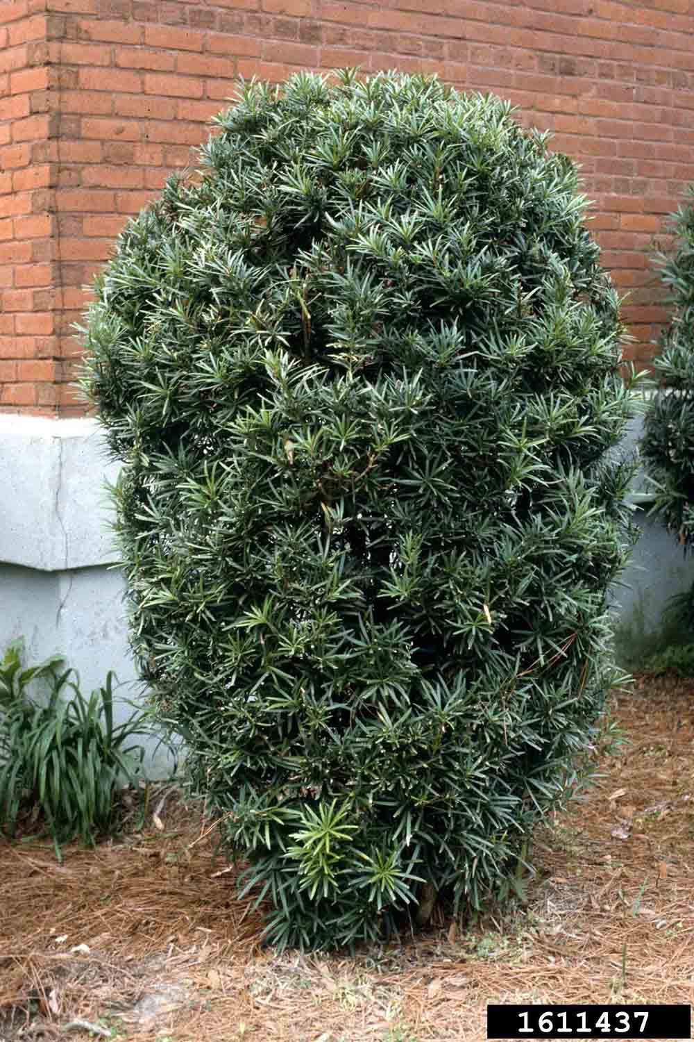 Yew plum pine shrub
