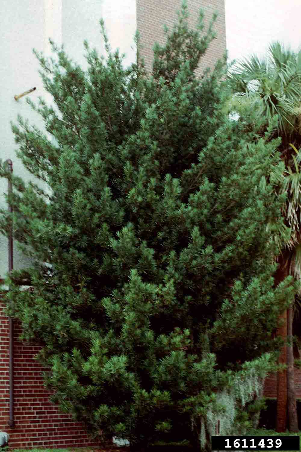 Yew plum pine tree